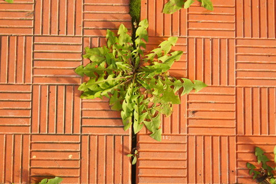 sprout from the ground