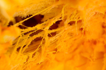 Pumpkin closeup, details inside, orange - texture and background