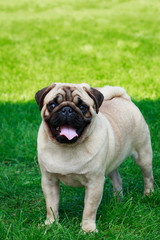 Fototapeta premium pug dog breed