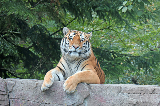 Tiger im Wald