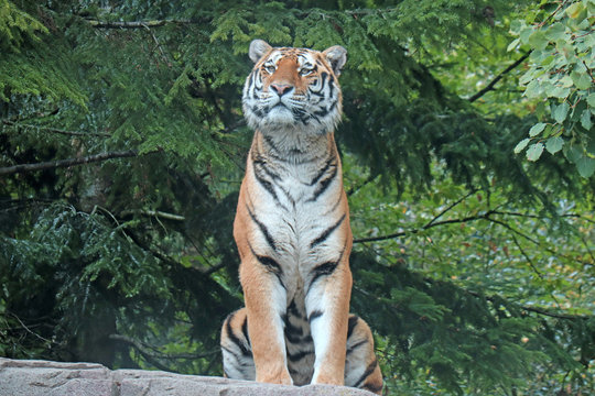 Tiger im Wald