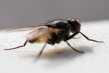 Fly Macro