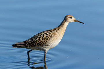 Ruff (Phylomachus pugnax)
