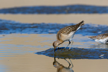 Ruff (Phylomachus pugnax)