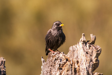 Starling (sturnus unicolor) singing