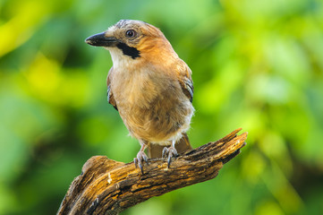 Jay (Garrulus glandarius) portrait