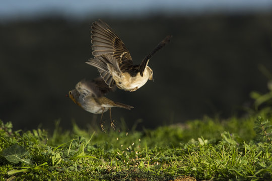 House sparrow (Passer domesticus) fightining for food