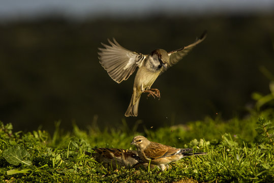 House sparrow (Passer domesticus) fightining for food