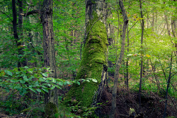 Mit Moos bewachsener Baumstamm im Mischwald
