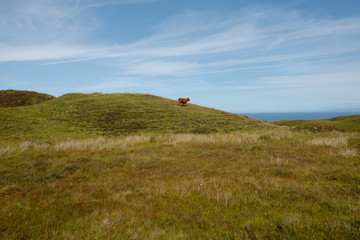 Obraz premium Die Kuh