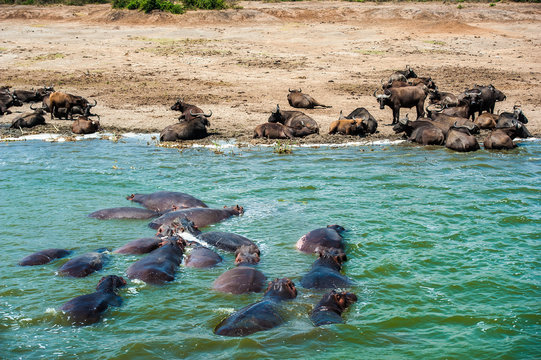 Bufali e ippopotami al Kazinga Channel, Uganda, Africa