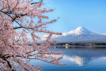 Mount fuji at Lake kawaguchiko with cherry blossom in Yamanashi near Tokyo, Japan. - obrazy, fototapety, plakaty