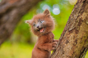 Naklejka na ściany i meble Little kitten sitting on a tree. The kitten is walking. Pet. Fluffy smoky cat with a haircut. Groommer haircut cat.