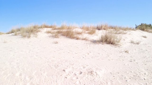 Bosque de pinos tras las dunas de la playa de Islantilla, Huelva.