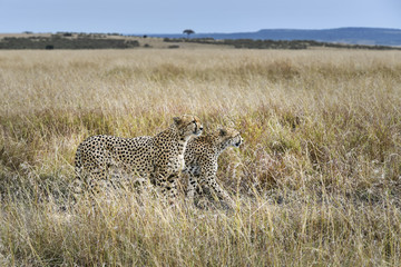 cheetah © Herbert