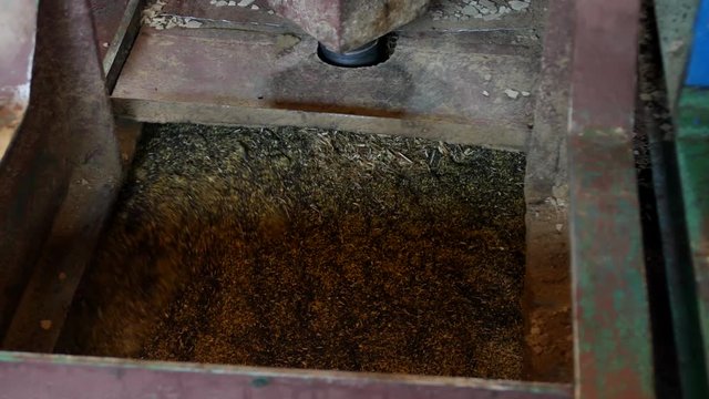 Production for the processing of rapeseed oilseeds and the production of rapeseed oil, the work of the roaster, the shafts of the roaster stir the crushed rape