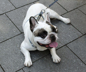 французский бульдог лежит на тротуаре