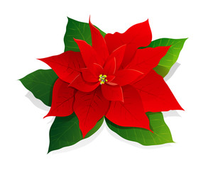Red christmas poinsettia flower isolated on white backgound. Vector illustration.