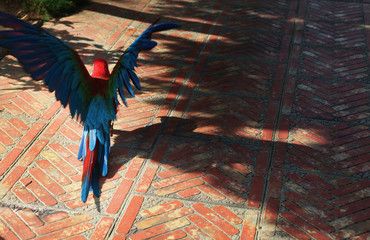 Parakeet takeoff