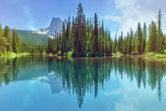 Reflet miroir d'une foret