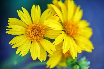 Yellow flowers natural background.
