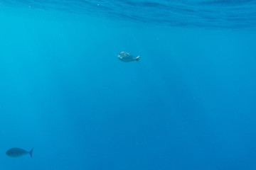 Single fish with sun rays