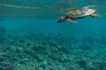 Turtle diving coral reef