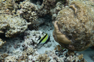 Yellow and black fish eating