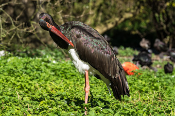Schwarzstorch - Ciconia nigra
