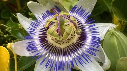 Passiflora- męczennica błękitna © Jola i Darek 