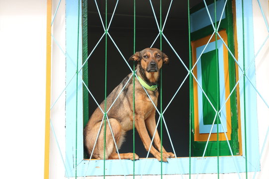 Perros aqui y alla