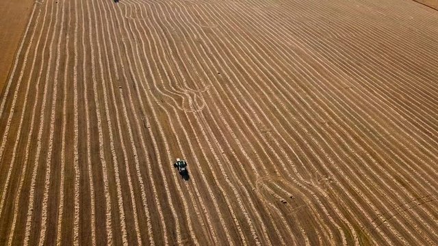 Aerial shot of combine harvester cultivates the land at sunset. Harvesting crop.