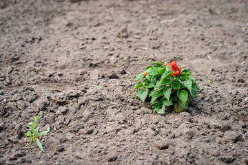 Selective focus photography. Treated soil with a lonely plant.