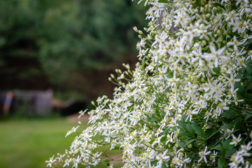 Selective focus photography. Nature background. Shrub with white flowers. - Powered by Adobe
