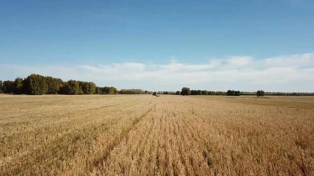 Combine Harvester gathers the wheat at sunset. Harvesting field, crop season.
