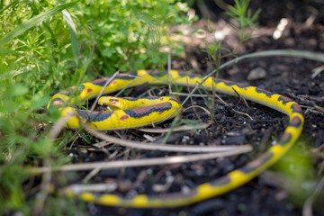 Snake in a grass landscape