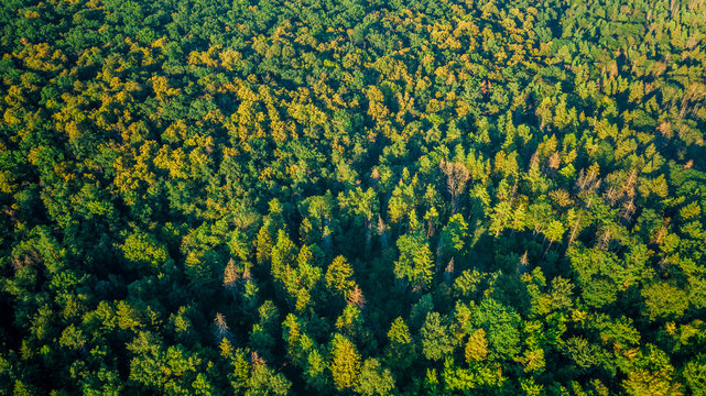 Forest Background. Drone Point Of View.