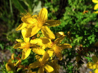 Hypericum perforatum, yellow blossom close-up, a major medicinal plant, antidepressant and...