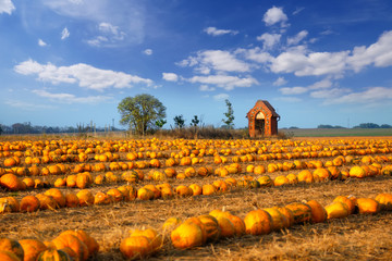 Numerous pumpkins lined up in a field