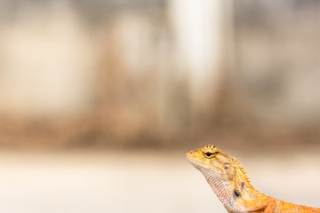 Eastern garden lizard. - Face closeup.