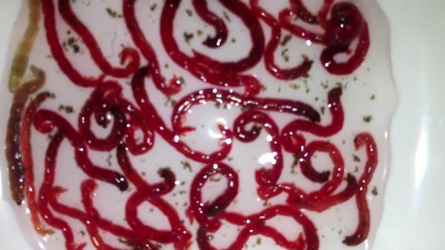  Rote Jumbo M&uuml;ckenlarven, Fischfutter