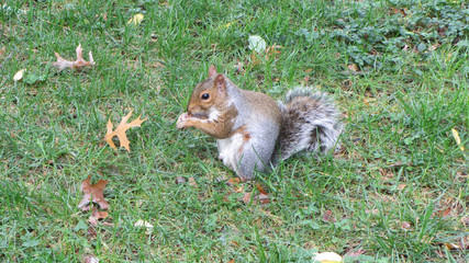 Eichhörnchen ist Nuss, squirrel, Herbst wiese eichhörnchen mit Haselnuss braunes Eichhörnchen...