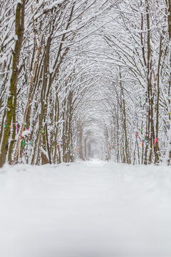 Fototapeta a railway in the winter forest tunnel of love