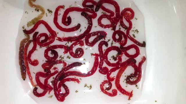  Rote Jumbo M&uuml;ckenlarven, Fischfutter