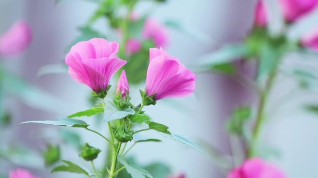 Beautiful pink flower in the garden. Lavatera in the breeze, close up, dynamic scene, 59.94 fps