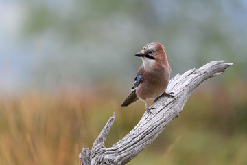 Eurasian jay (Garrulus glandarius) in autumn colors