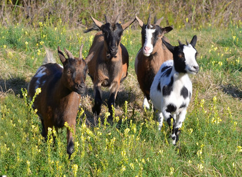 Herd of goats and kids (troupeau de ch&egrave;vres et chevreaux), west of France