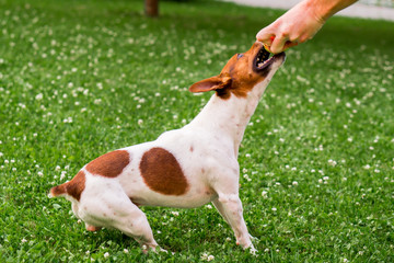 dog walking in the park on the lawn