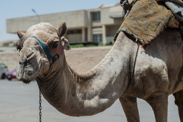 Dromedary portraiture. Picture taken in Cairo street, in the area in front of the Giza pyramids....