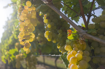 Weinberg, Rebstöcke und reife helle Weintrauben vor der Lese im Gegenlicht, selektiver Fokus, Vineyard, vines and ripe light grapes before harvest in backlight, selective focus